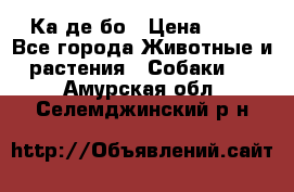 Ка де бо › Цена ­ 25 - Все города Животные и растения » Собаки   . Амурская обл.,Селемджинский р-н